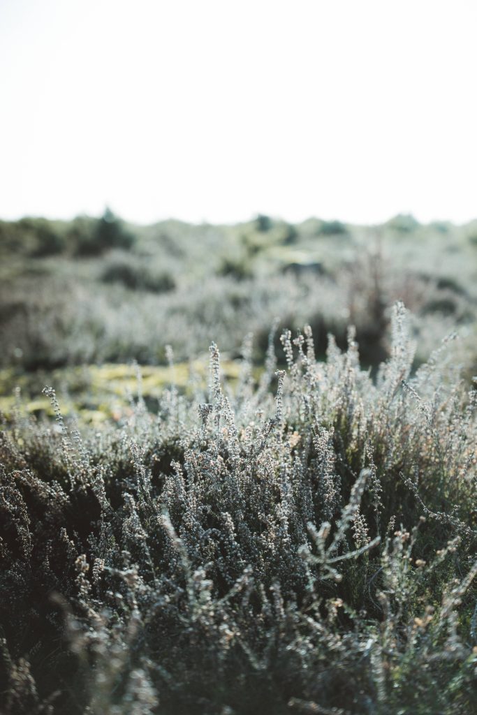 Wild heather in sunlit meadow soft-focus nature wallpaper serene organic calming background