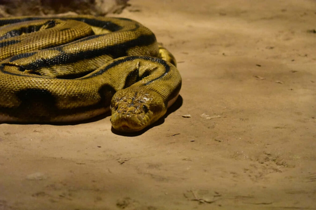 Yellow anaconda resting on sandy surface displaying distinctive patterned scales wallpaper background