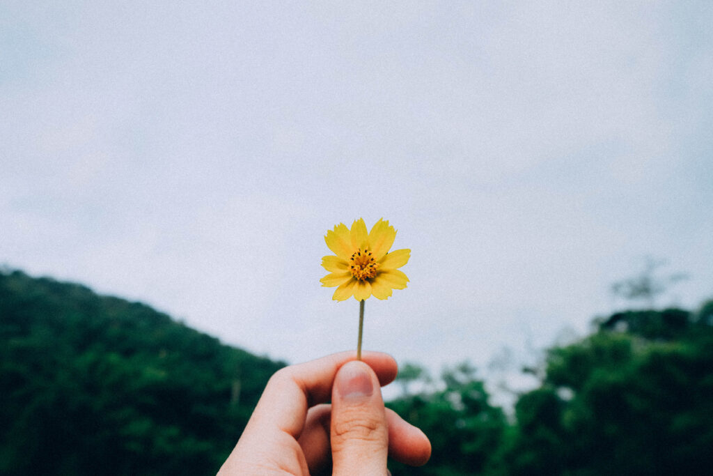 Delicate Yellow Flower Against Overcast Sky & Lush Green Hills Wallpaper