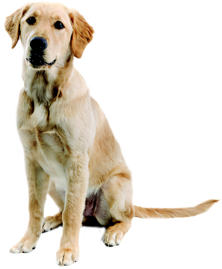 Calm Yellow Labrador PNG - Friendly Dog Wallpaper Background