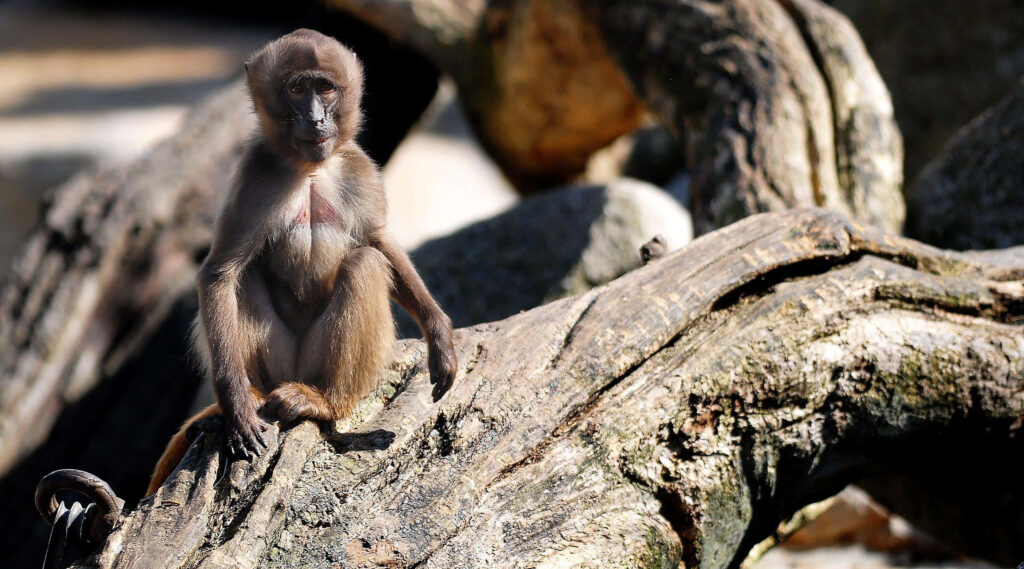 Young baboon sitting on twisted log in sunlit forest natural wildlife wallpaper background