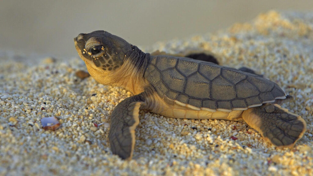 Baby sea turtle crawling on soft golden sand nature wallpaper background calming scene
