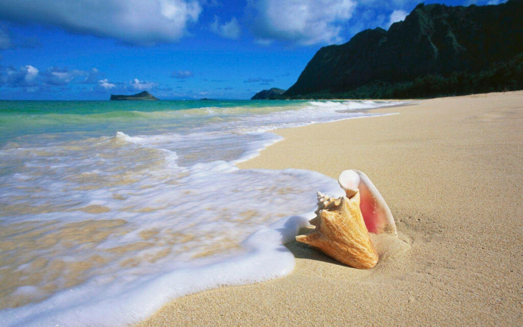 Tranquil Beach Scene: Seashells, Waves, & Lush Mountains Wallpaper