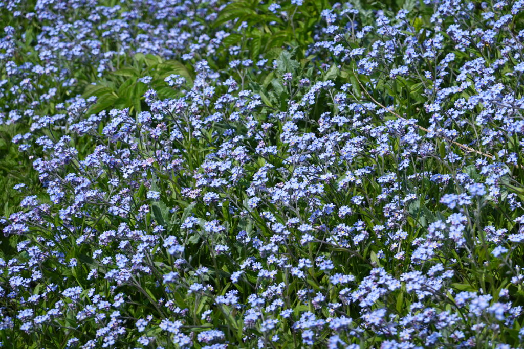 Lush Field of Blue Flowers Against Green Foliage - Nature Wallpaper