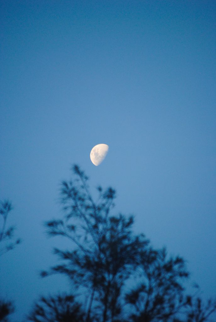 Glowing half-moon in deep blue sky with blurred tree branches peaceful minimalist wallpaper background