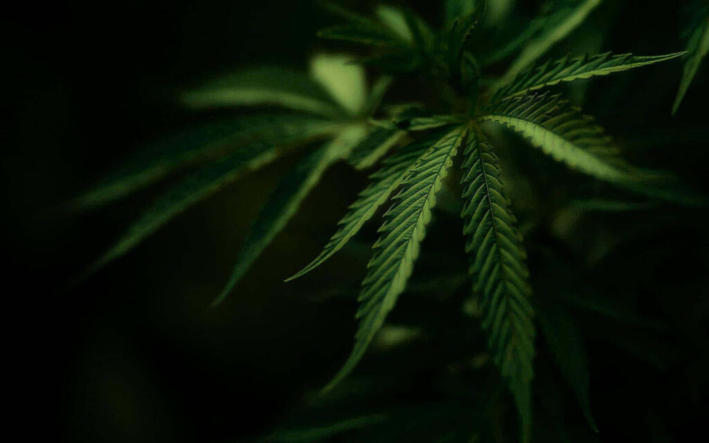 Serene Cannabis Leaf Wallpaper: Intricate Details & Soft Lighting