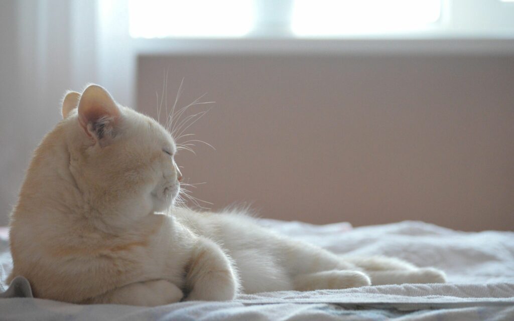 Calming Cat Wallpaper: Serene Bed Scene in Gentle Natural Light