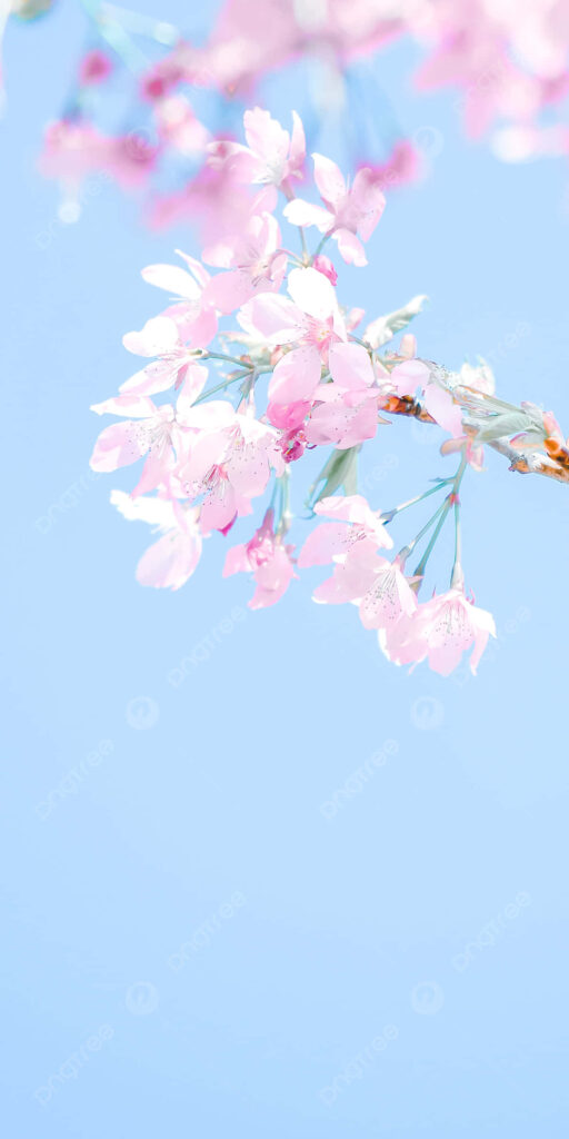 Serene Cherry Blossom Wallpaper: Calming Blue Sky Background