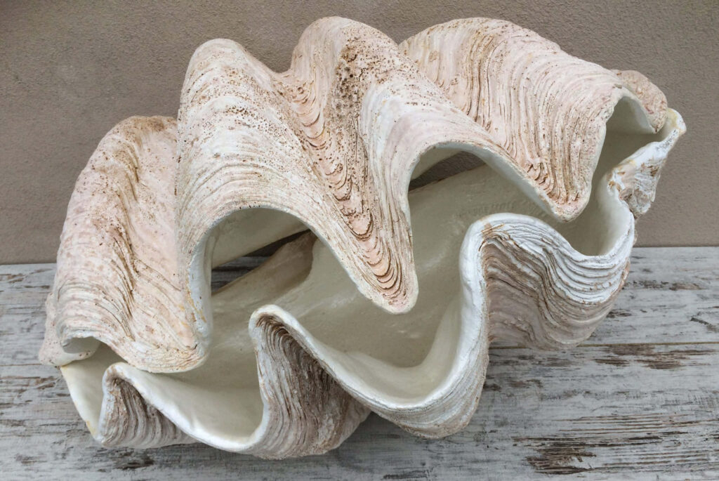Detailed clam shell wallpaper with beige cream tones wavy ridges on rustic wooden background