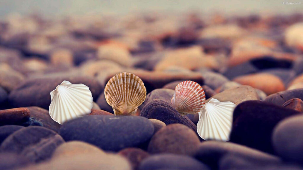 Serene pebble beach with three detailed cockle shells on smooth multicolored stones wallpaper