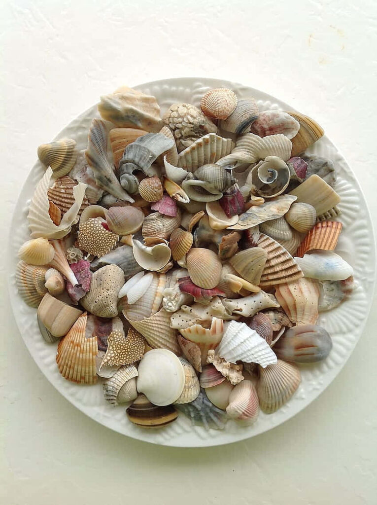 Assorted seashells and cockles on white plate natural textures coastal earth tones wallpaper