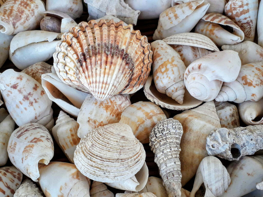 Close-up wallpaper of cockle seashells and conches with natural textures and earthy tones