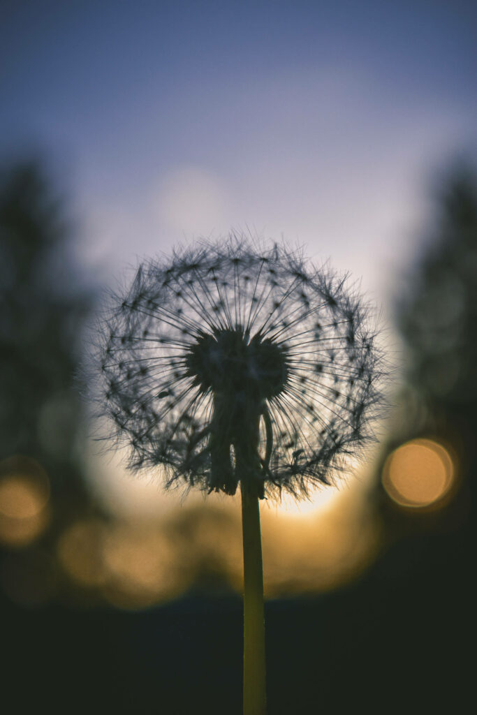 Calming Dandelion Silhouette Wallpaper for Android - Ethereal Evening Sky