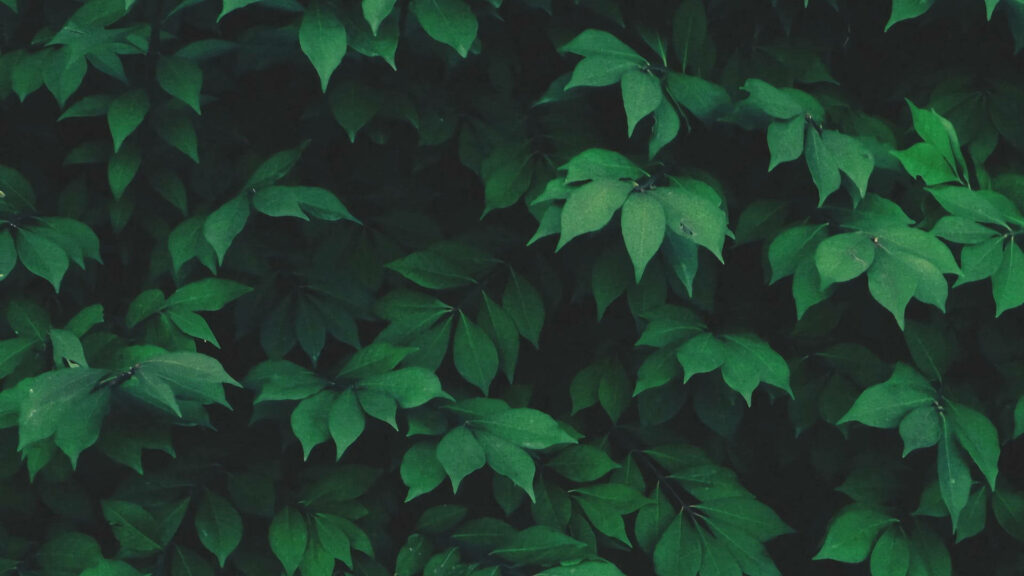 Serene Dark Green Leaves Wallpaper for a Natural Workspace Aesthetic