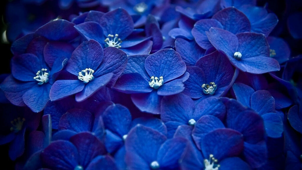 Close-Up Deep Blue Hydrangea Wallpaper: Serene Floral Background