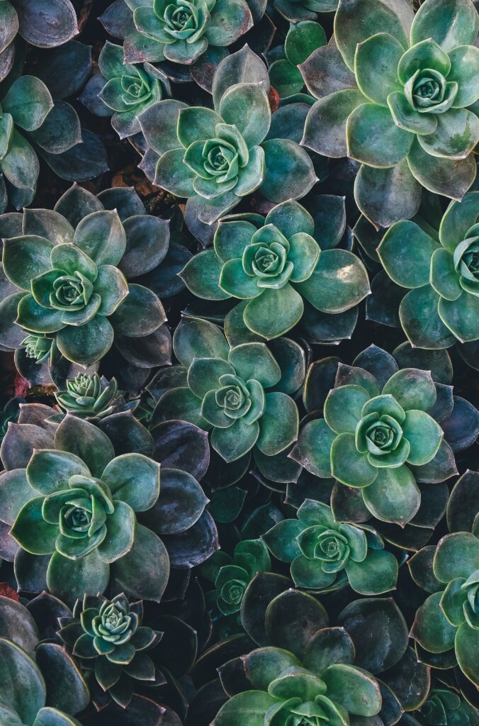 Lush Echeveria Succulents Wallpaper: Calming Green Background