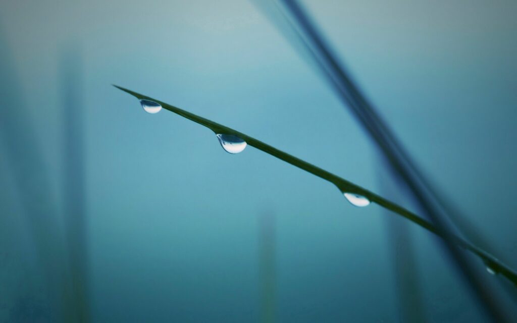 Serene Grass Wallpaper: Close-Up with Dewdrops & Soft Blurred Background