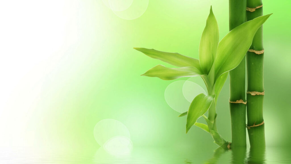 Calming wallpaper of vibrant green bamboo stems and leaves reflected in serene water background