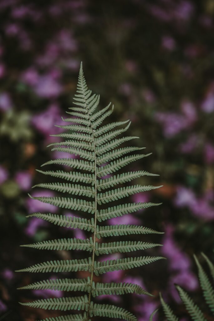 Close-up of green fern leaf with blurred purple background nature wallpaper texture and symmetry