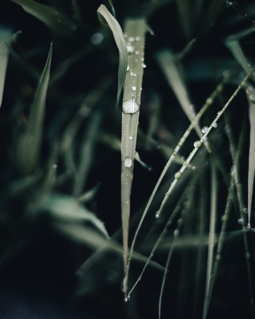 Macro Shot of Dewy Green Grass Blades - Fresh Wallpaper Background
