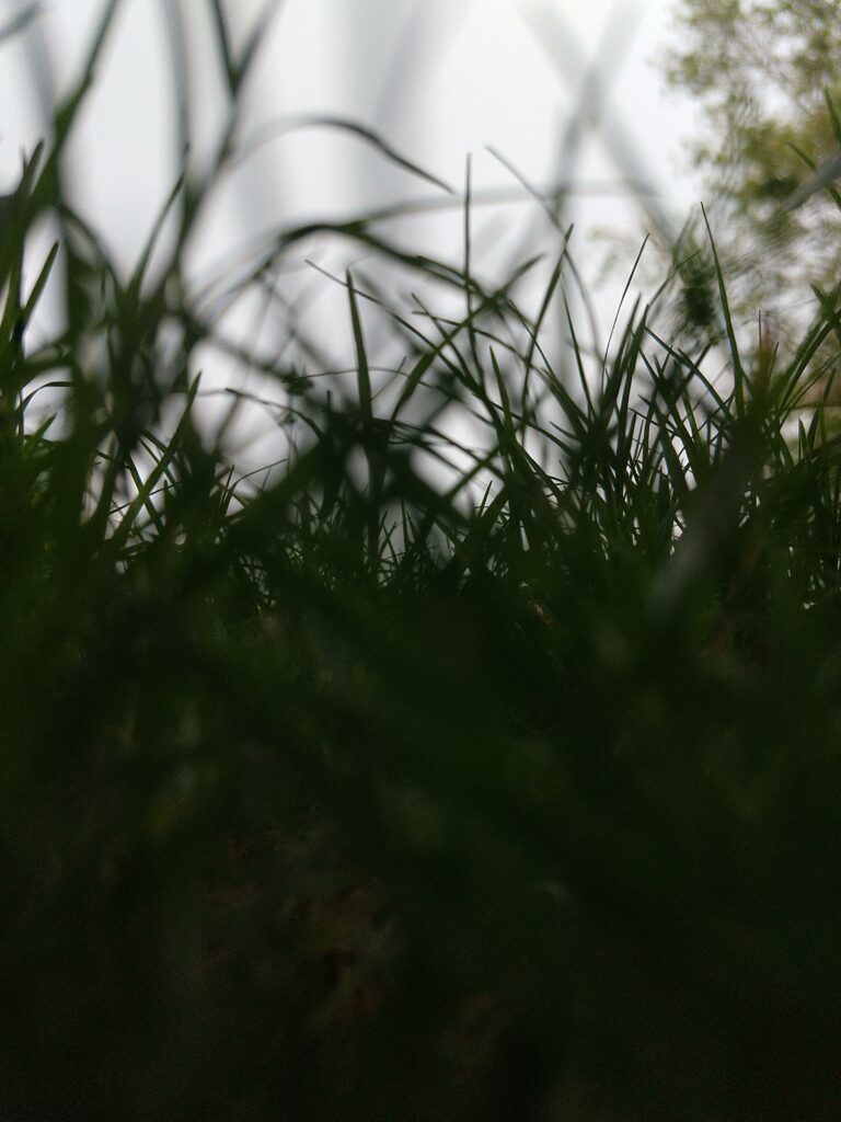 Calming Green Grass Blades Wallpaper: Macro Nature Detail Background
