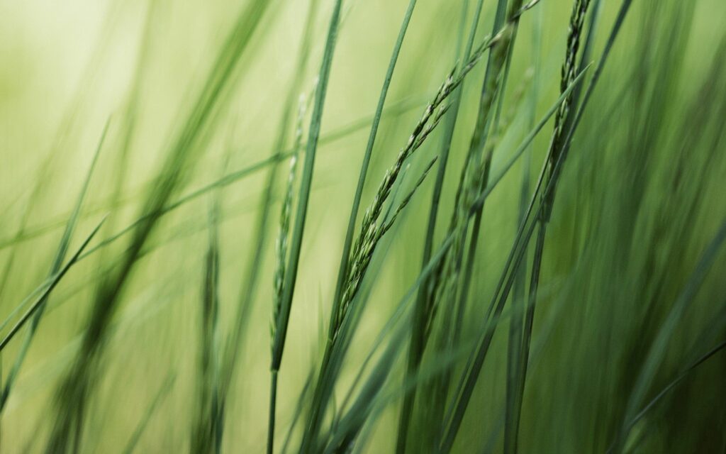 Serene Grass Close-Up Wallpaper: Lush Green Background Oasis