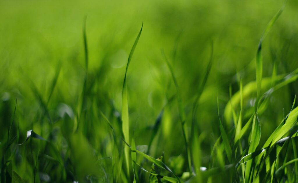 Serene Green Grass Wallpaper with Soft Blurred Background