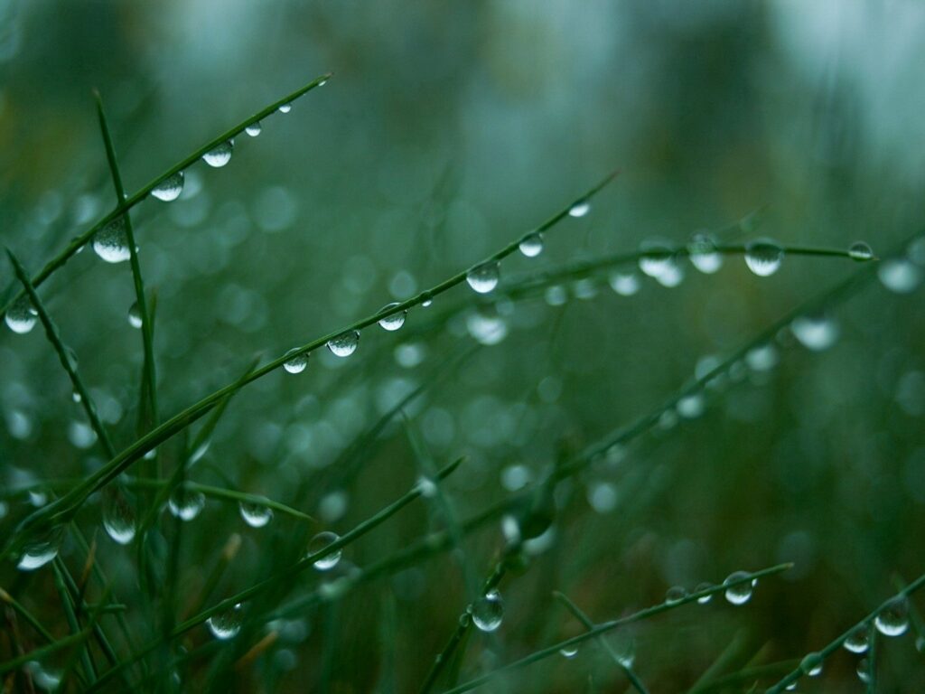 Calming Green Grass with Dew Drops - Nature Wallpaper Background