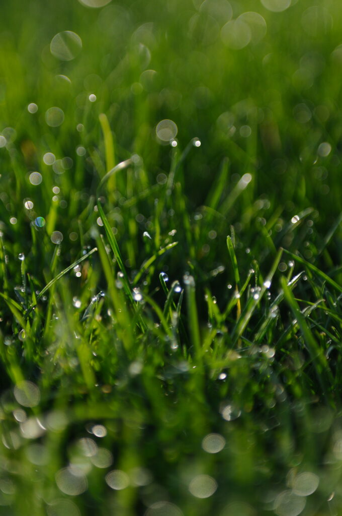Serene Morning Dew on Vibrant Green Grass - Calming Wallpaper Background