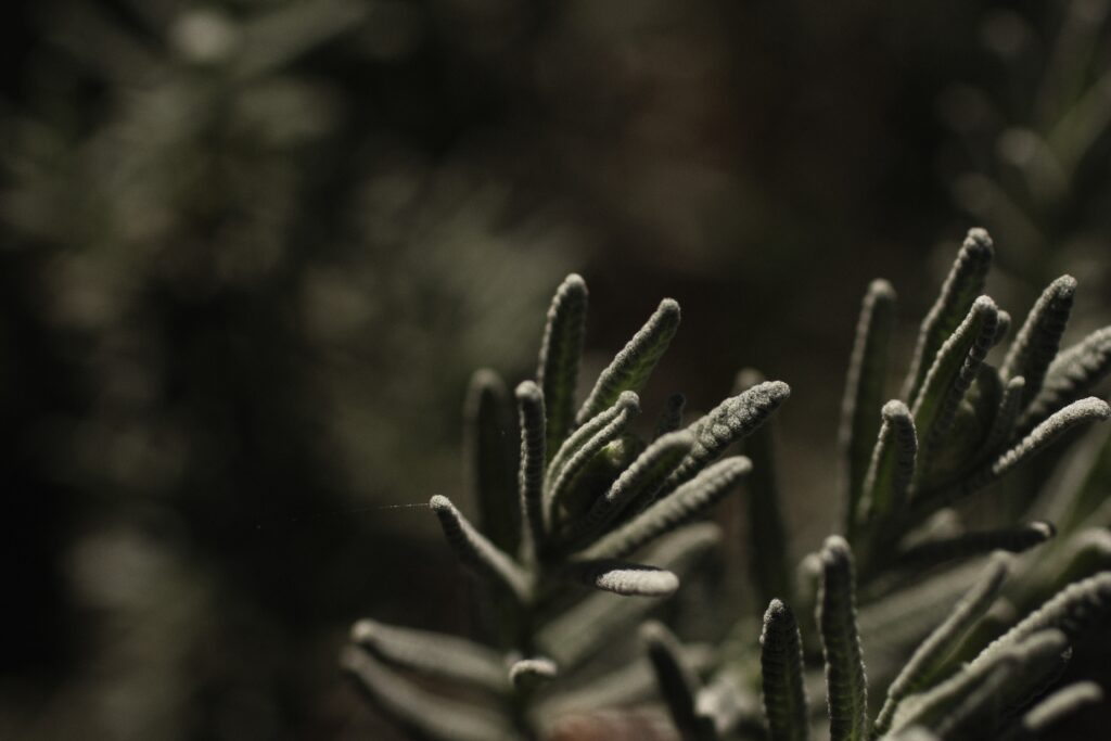 Close-up of textured green plant leaves with blurred natural background for calming wallpaper