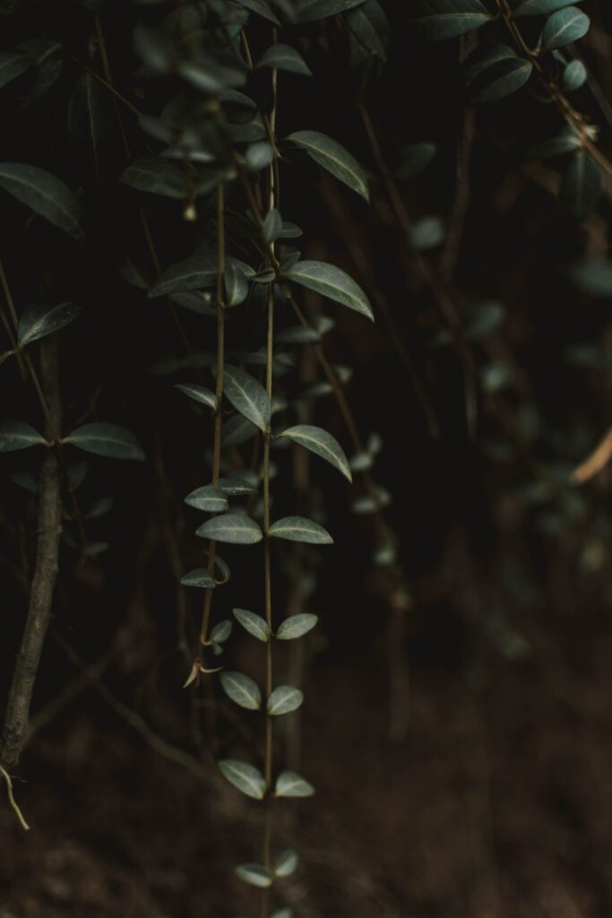Closeup of lush green leaves on slender stems with detailed texture on dark moody background Wallpaper