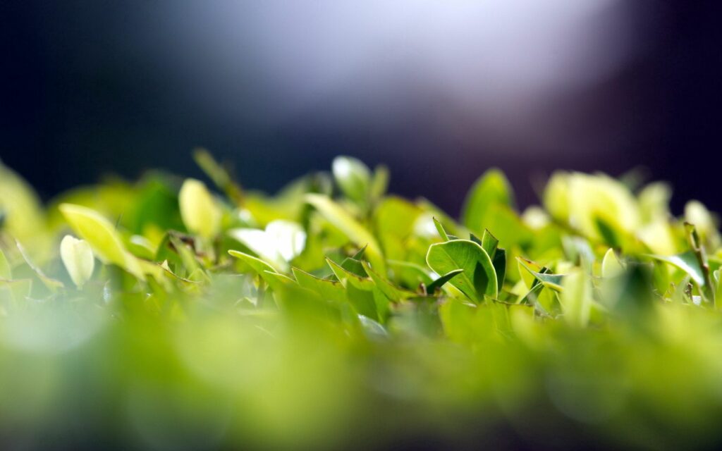 Vibrant Green Leaves Wallpaper: Nature's Calming Close-Up