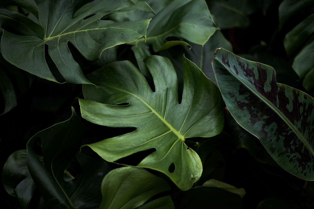 Calming Green Leaves Wallpaper: Nature-Inspired Background Decor