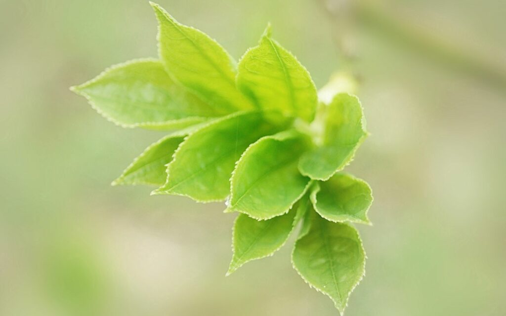 Calming Green Leaves Wallpaper Background in Soft Natural Light
