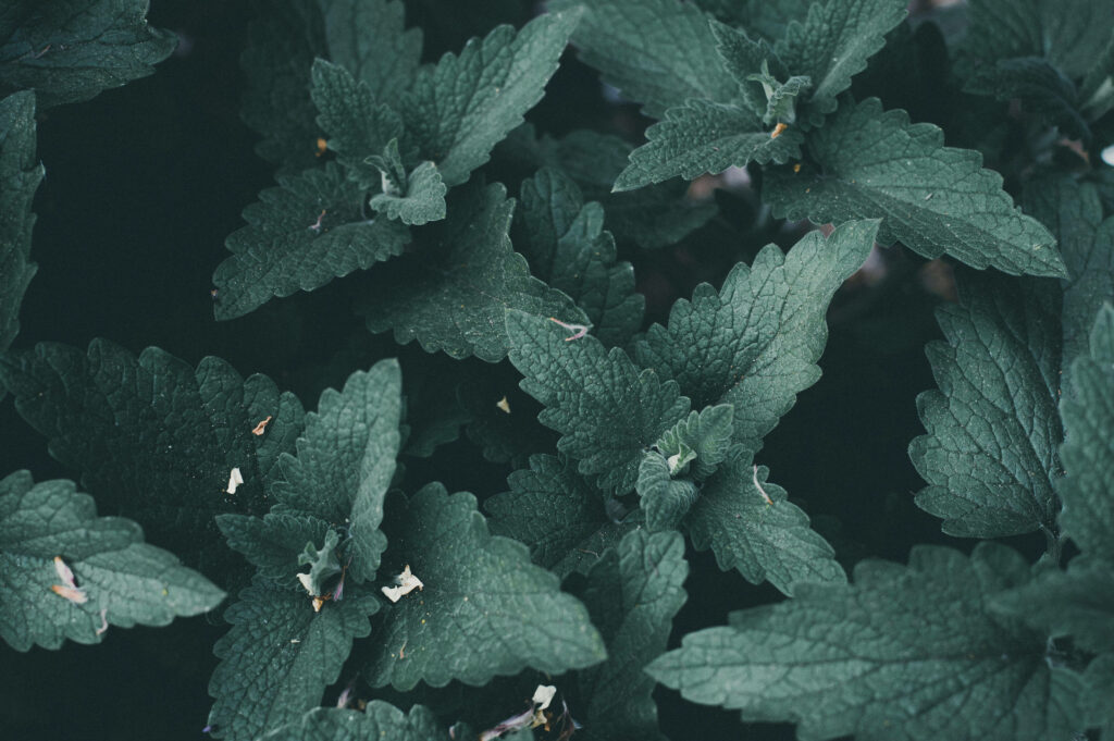 Natural Mint Leaves Wallpaper: Lush Green Pattern for Nature Lovers