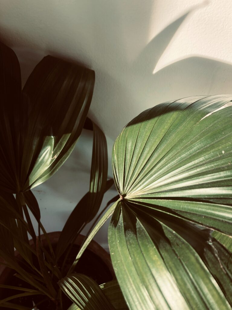 Calming Green Plant Leaves Wallpaper: Light & Shadow Play Background