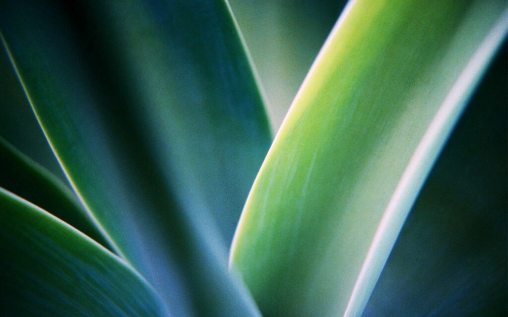 Calming Green Plant Leaves Wallpaper with Soft Blur Background