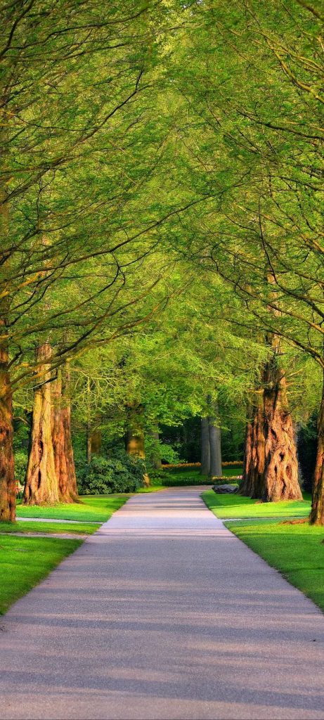Serene OnePlus 9R wallpaper of a sunlit tree-lined paved pathway in lush greenery background