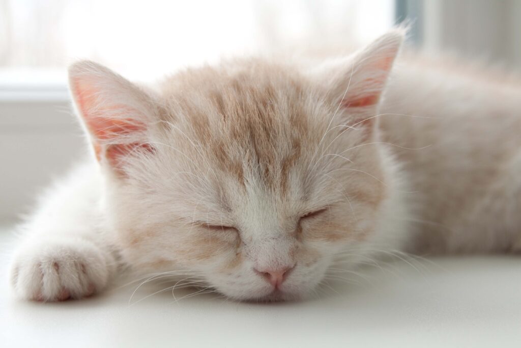 Serene Striped Kitten Wallpaper: Calming and Endearing Background