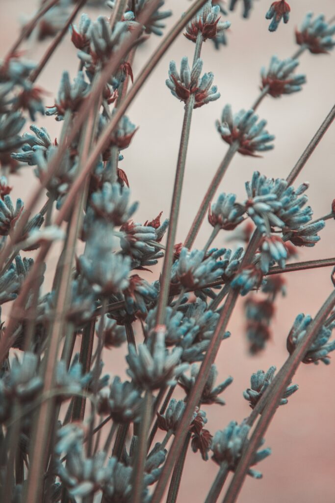 Serene Lavender Blossom Wallpaper with Soft Blur Background