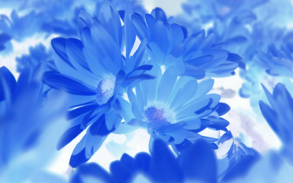 Light Blue Flower Wallpaper: Peaceful & Ethereal Floral Background