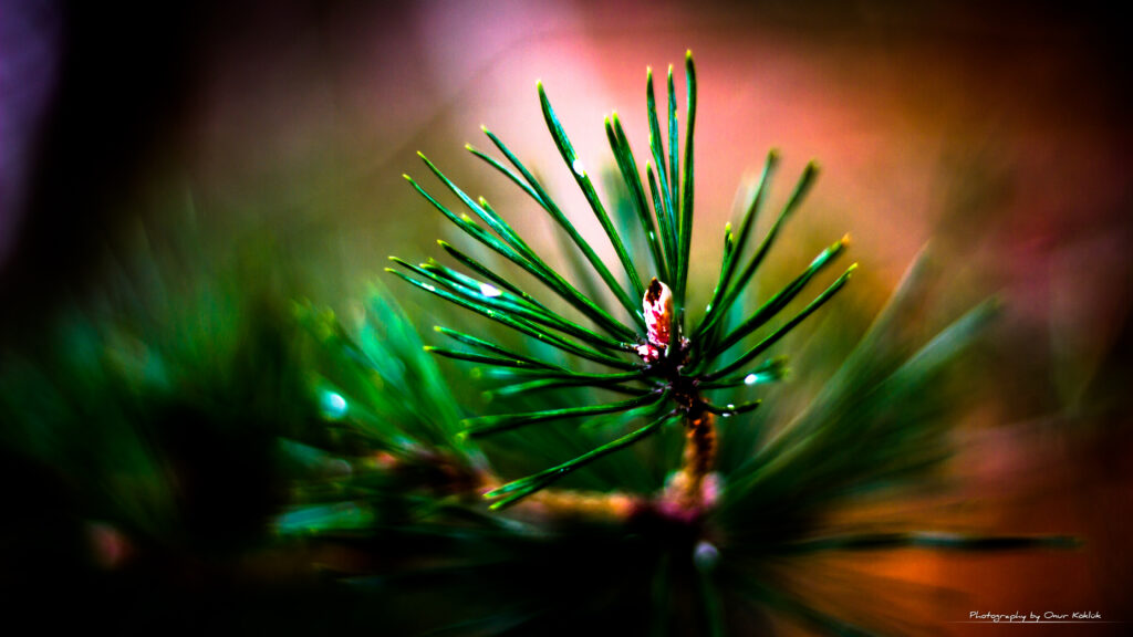 Calming Green Needle Branch Close-Up - Vibrant Nature Wallpaper