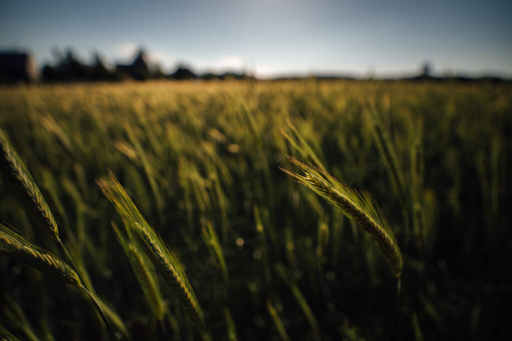 Serene Macro Shot of Vibrant Grain Field - Soft Daylight Wallpaper