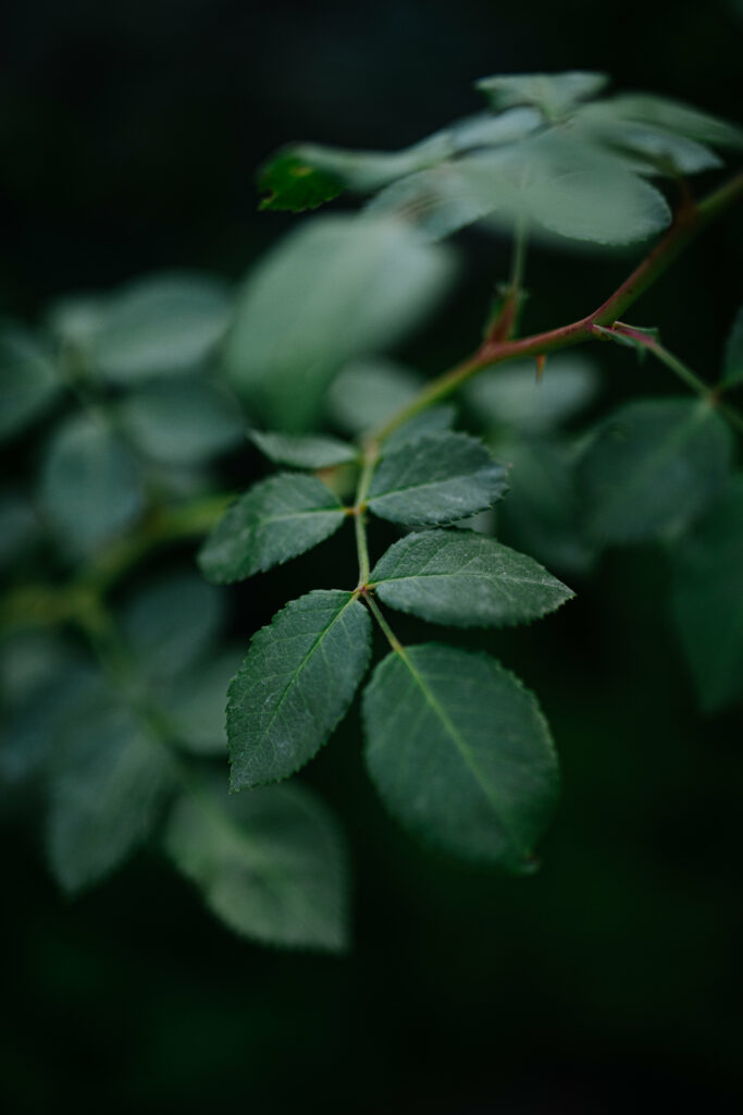 Calm Green Leaves Macro Photo: Nature's Beauty on Dark Wallpaper