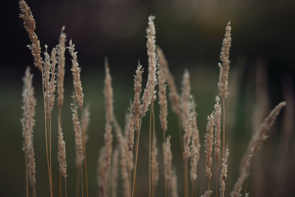 Calming Macro Wallpaper: Soft Focus on Delicate Plant Ears