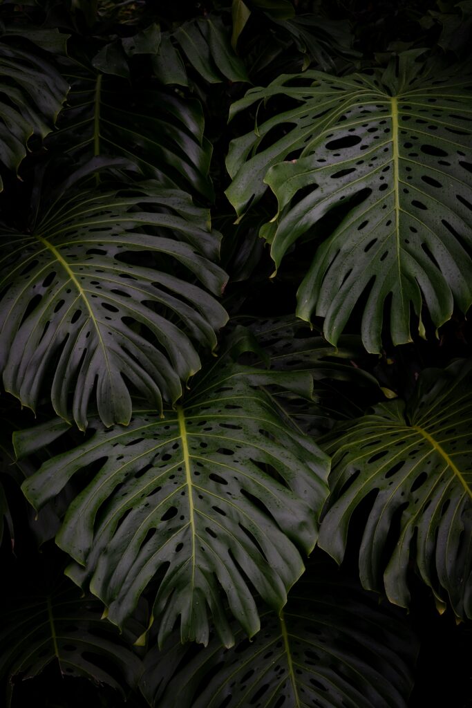 Calming Monstera Leaves Wallpaper: Lush Green Background Beauty