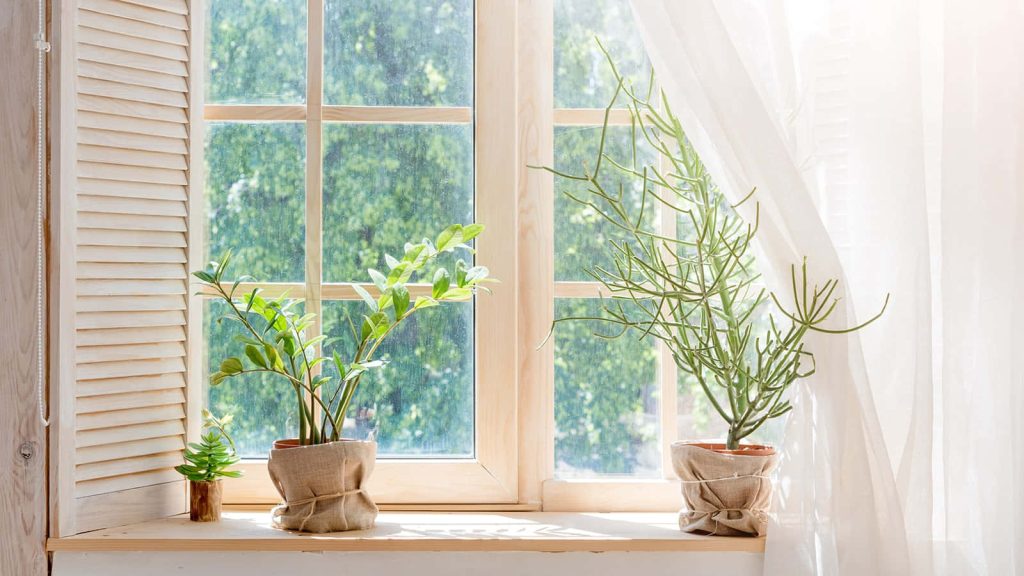 Calming natural-lit window with potted greenery on rustic wooden sill Zoom wallpaper background
