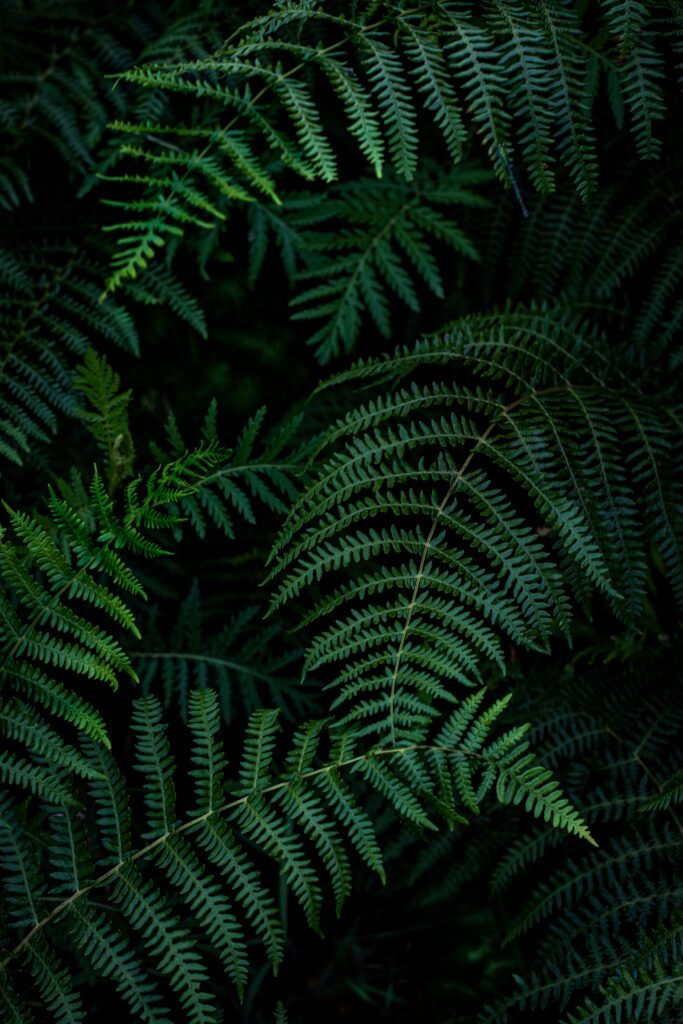 Serene Green Fern Leaves Wallpaper: Nature-Inspired Macro Background