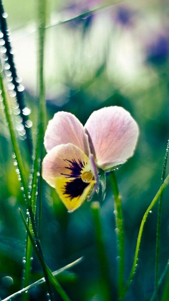 Calming iPhone Wallpaper: Pansy Flower in Refreshing Green Grass