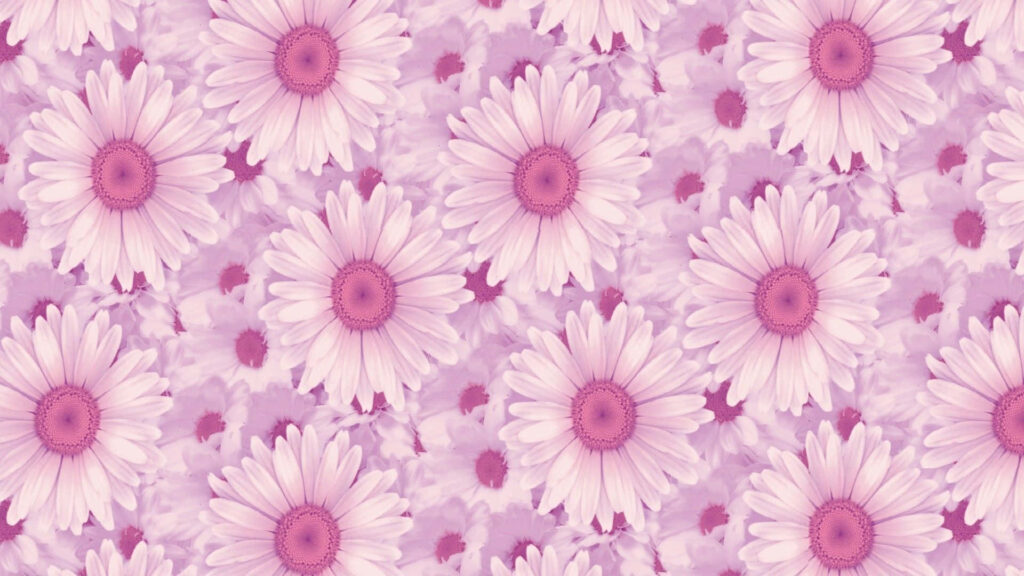 Soft Pink Daisy Wallpaper: Aesthetic Floral Background for Screens